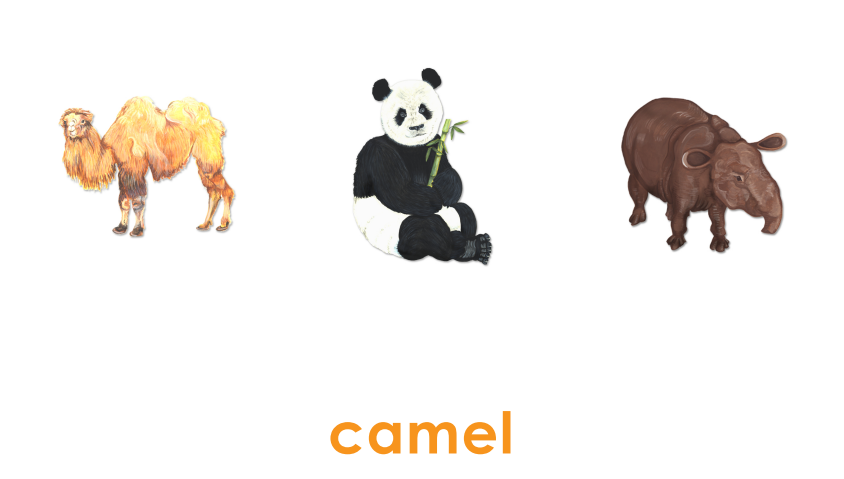 Animal Name Matching