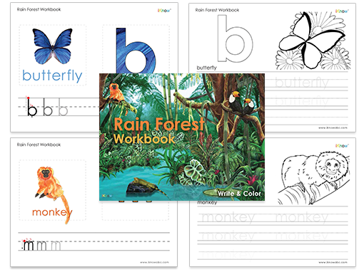 Rain Forest Workbook